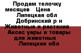 Продам телочку 8 месяцев › Цена ­ 20 000 - Липецкая обл., Добринский р-н Животные и растения » Аксесcуары и товары для животных   . Липецкая обл.